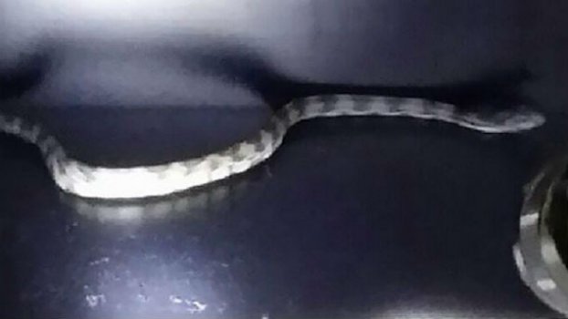 ΦΩΤΟ-Βρήκαν φίδι στα αποδυτήρια!