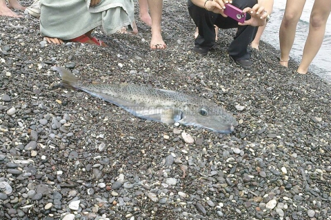 Λαγόψαρο αναστάτωσε λουόμενους
