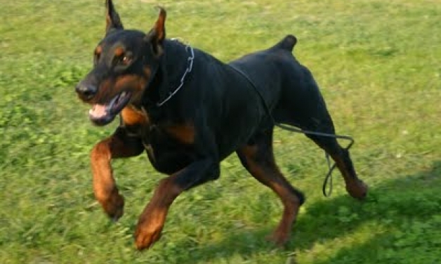 Ντόπερμαν δάγκωσε 9χρονο κορίτσι