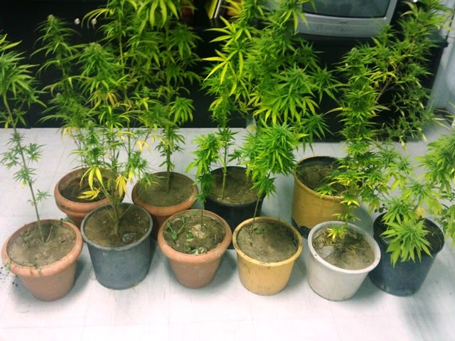 Χειροπέδες σε 45χρονο που καλλιεργούσε χασίς