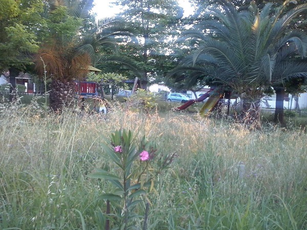 ΦΩΤΟ-Ζούγκλα με φίδια δίπλα σε παιδική χαρά