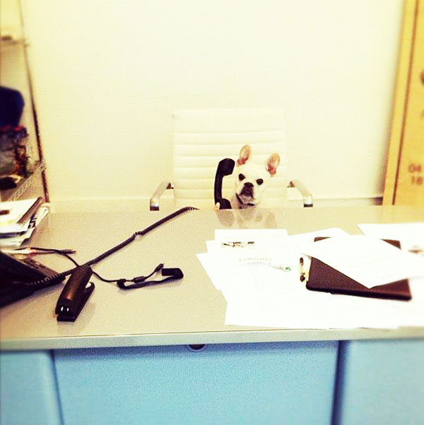 perierga.gr - 15 ζώα που... ξέχασαν ότι είναι ζώα!