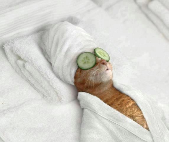 perierga.gr - 15 ζώα που... ξέχασαν ότι είναι ζώα!