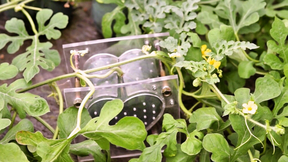 perierga.gr - Καρπούζι σε σχήμα καρδιάς!