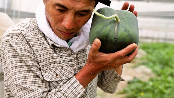 perierga.gr - Καρπούζι σε σχήμα καρδιάς!