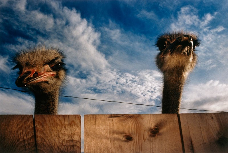 perierga.gr - Οι καλύτερες φωτογραφίες του National Geographic τα τελευταία 125 χρόνια 