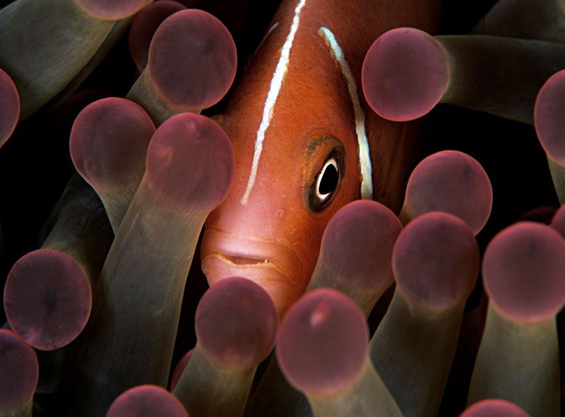 perierga.gr - Οι καλύτερες φωτογραφίες του National Geographic τα τελευταία 125 χρόνια perierga.gr - Οι καλύτερες φωτογραφίες του National Geographic τα τελευταία 125 χρόνια