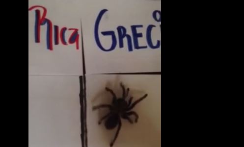 ΒΙΝΤΕΟ-Τι προβλέπει η… ταραντούλα για το Κόστα Ρίκα – Ελλάδα