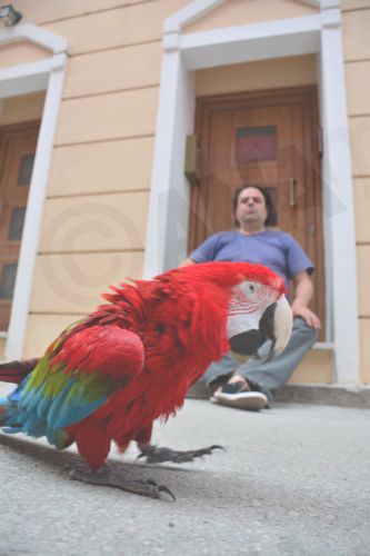ΦΩΤΟ-Η βόλτα ενός παπαγάλου στο Ναύπλιο