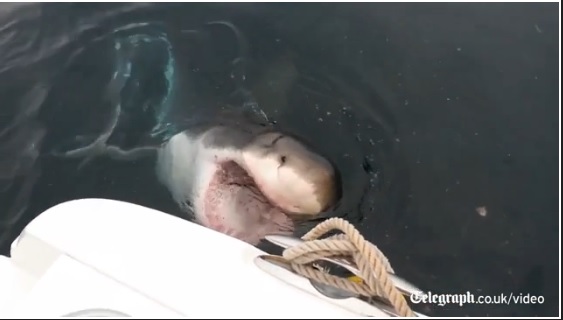 ΒΙΝΤΕΟ-Λευκός καρχαρίας επιτίθεται σε σκάφος