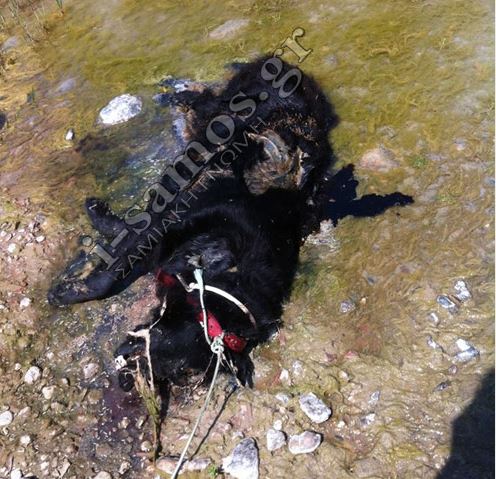 ΦΩΤΟ-Κτήνη πυροβόλησαν σκύλο