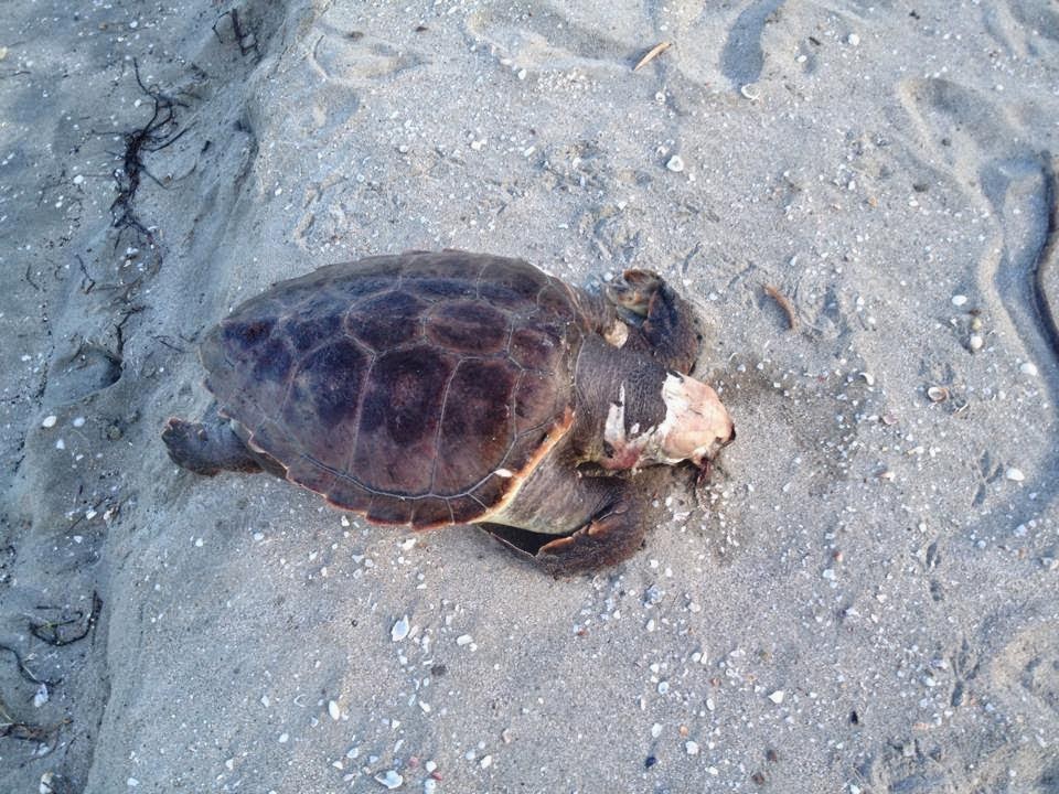 Νεκρή θαλάσσια χελώνα στην Ηγουμενίτσα