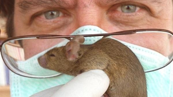 Θεράπευσαν με βλαστοκύτταρα την σκλήρυνση κατά πλάκας σε ποντίκια