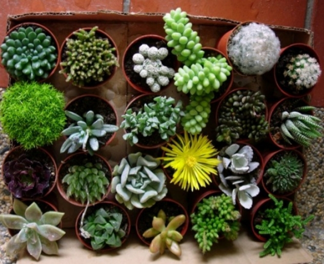 Τα φυτά που καθαρίζουν την ατμόσφαιρα στο γραφείο