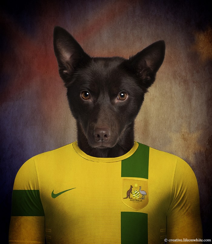 Dogs Wearing Jerseys for 2014 FIFA World Cup Dogs Wearing Jerseys for 2014 FIFA World Cup