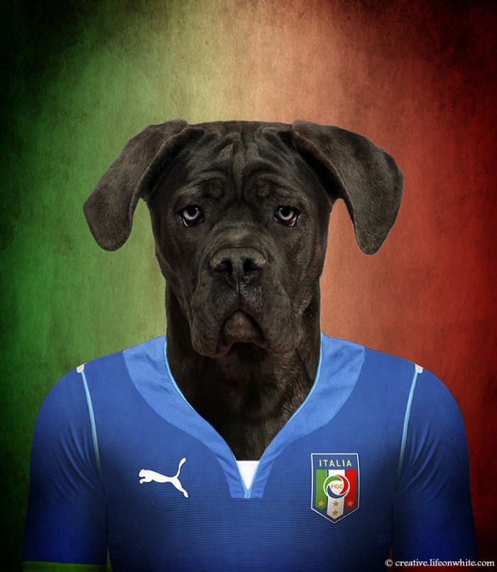 Dogs Wearing Jerseys for 2014 FIFA World Cup