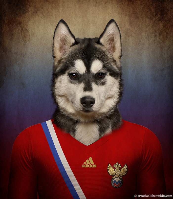 Dogs Wearing Jerseys for 2014 FIFA World Cup