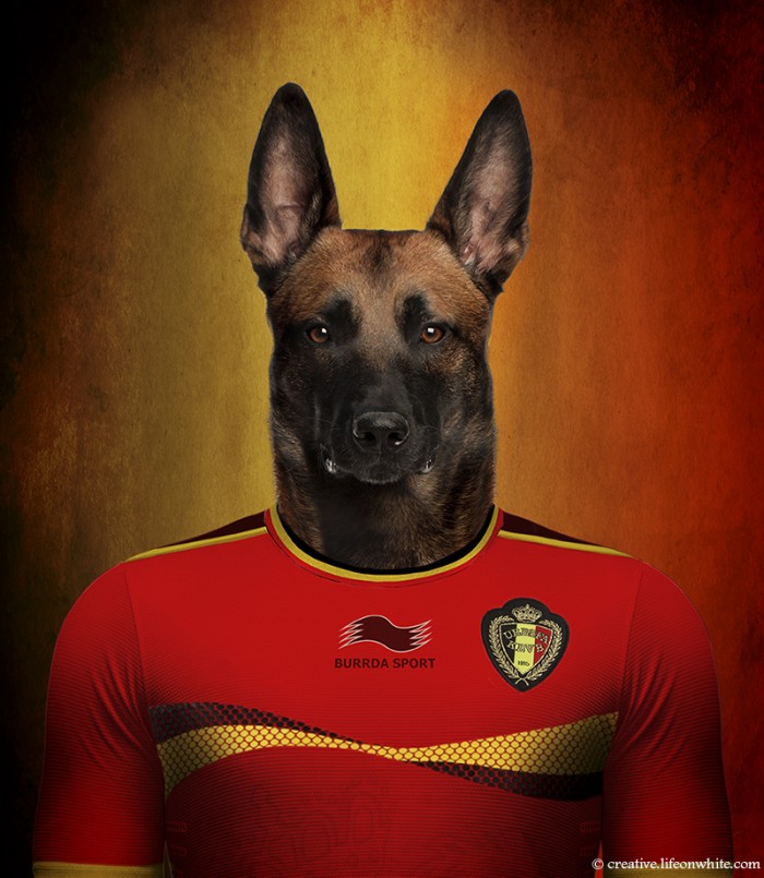 Dogs Wearing Jerseys for 2014 FIFA World Cup