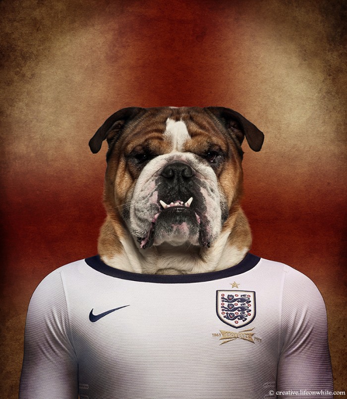 Dogs Wearing Jerseys for 2014 FIFA World Cup