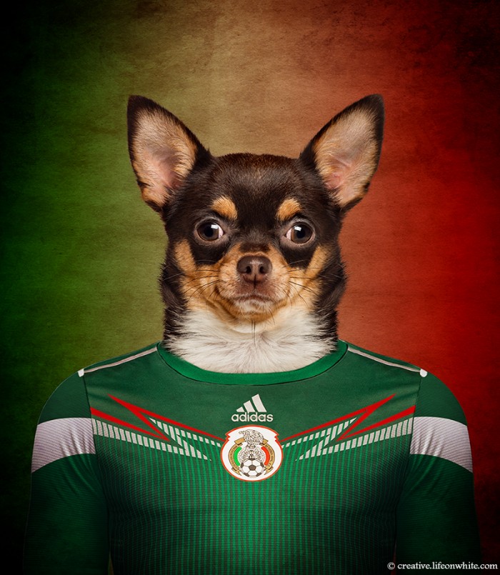 Dogs Wearing Jerseys for 2014 FIFA World Cup