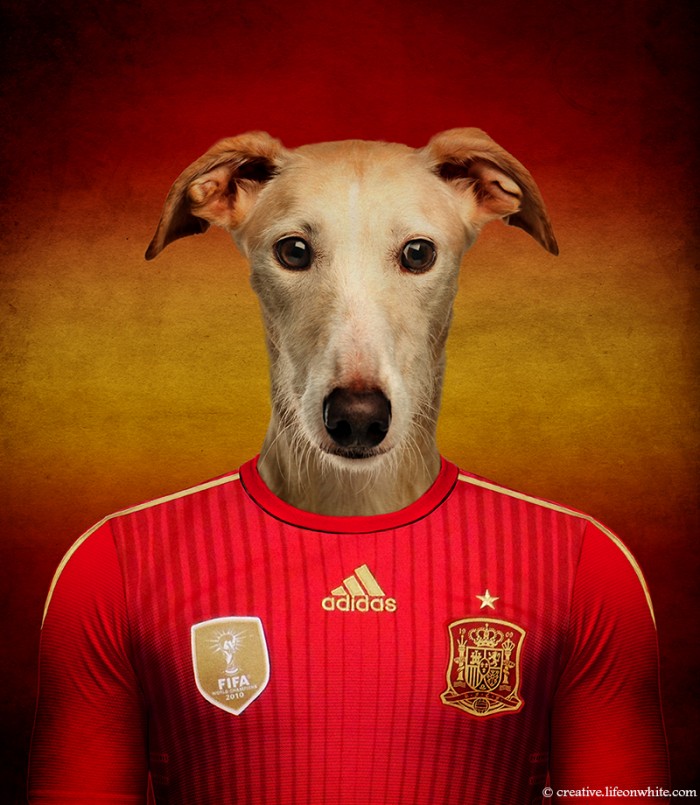 Dogs Wearing Jerseys for 2014 FIFA World Cup
