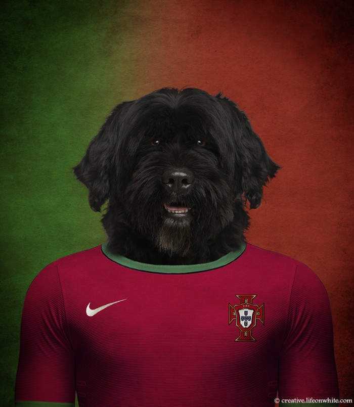 Dogs Wearing Jerseys for 2014 FIFA World Cup
