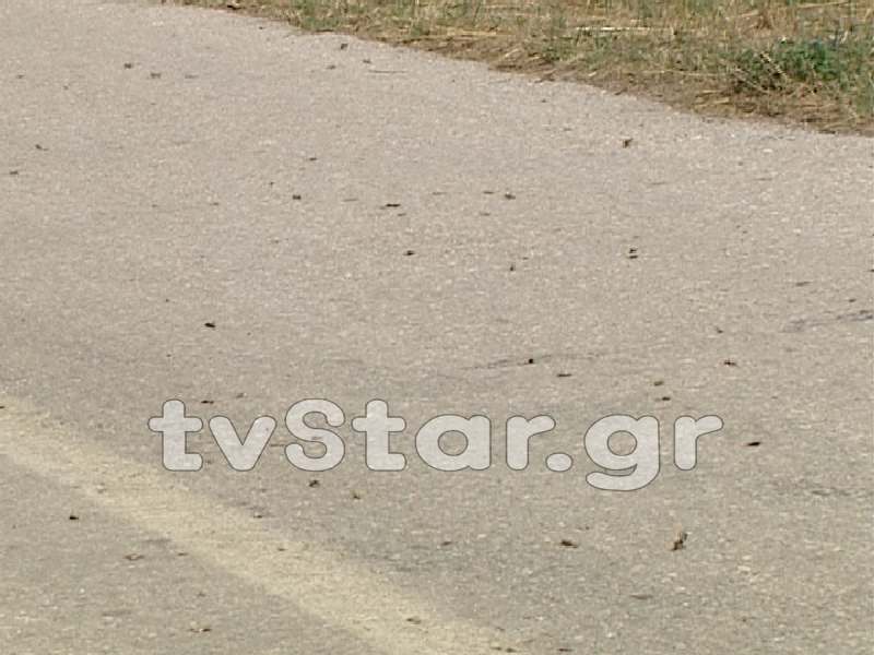 ΒΙΝΤΕΟ-Επιδρομή ακρίδων στην Υπάτη