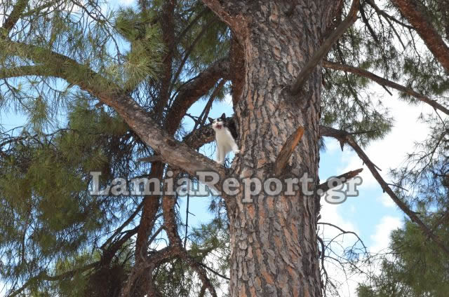 ΒΙΝΤΕΟ-Επιχείρηση διάσωσης για εγκλωβισμένο γατάκι