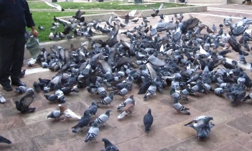 Τάιζε περιστέρια και μετά τα χτυπούσε!