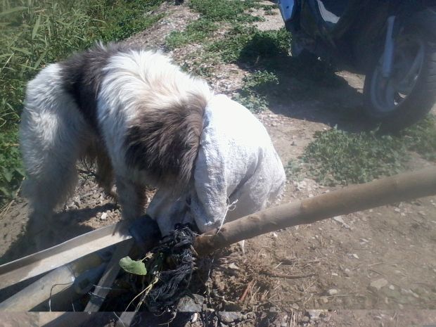 ΦΩΤΟ-Παράτησε το σκύλο δεμένο με σακούλα στο κεφάλι
