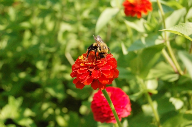 Διώξε τα έντομα με τον πιο… μυρωδάτο τρόπο