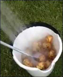 ΒΙΝΤΕΟ-Ο πιο γρήγορος τρόπος για να καθαρίσετε πατάτες