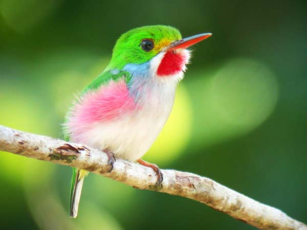 ΦΩΤΟ-Το πιο μικρό πτηνό του κόσμου