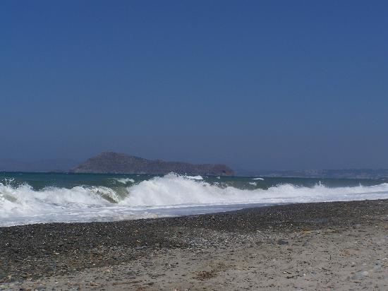 Θλίψη για το νεκρό δελφίνι