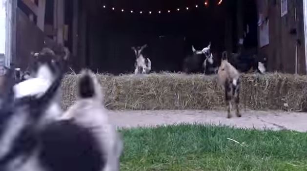 ΒΙΝΤΕΟ-Η επέλαση των… κατσικιών