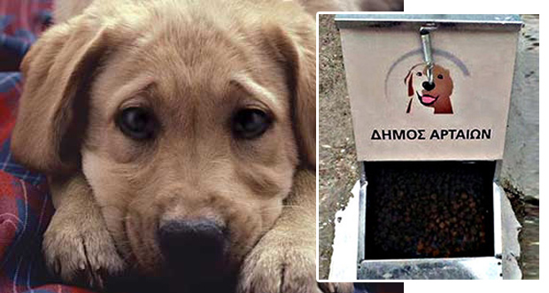 ΦΩΤΟ-Χορτασμένα τα αδέσποτα της Άρτας