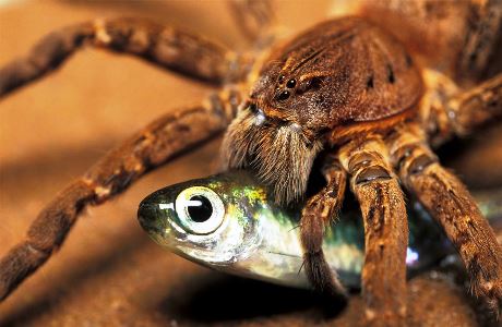 Αυτές οι αράχνες…ψαρεύουν