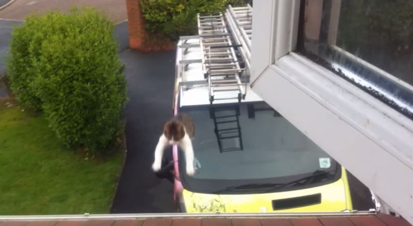 ΒΙΝΤΕΟ-Η γάτα του… Σούπερμαν