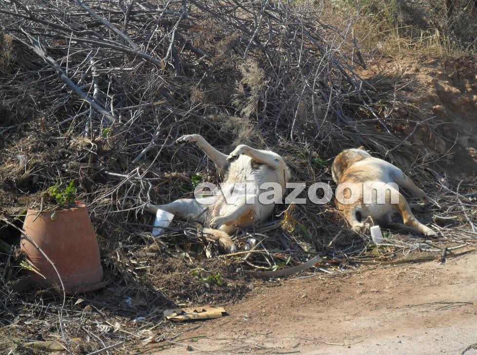 ΦΩΤΟ-Εικόνες φρίκης με νεκρά σκυλιά δίπλα στην παραλία
