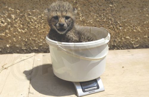 ΦΩΤΟ-Δυο μωρά-τσιτάχ στο Αττικό Ζωολογικό Πάρκο