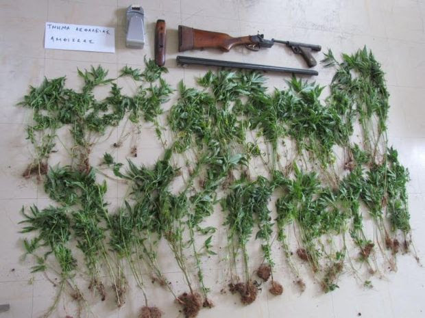 Ο καβγάς «αποκάλυψε» δένδρα κάνναβης