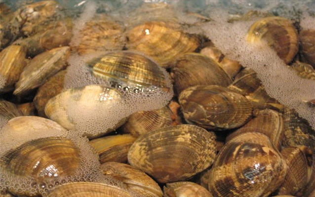 Μετέφεραν 1,5 τόνο ακατάλληλα όστρακα