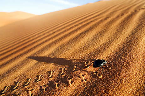 Βιομιμητική- Συσκευή δημιουργεί νερό