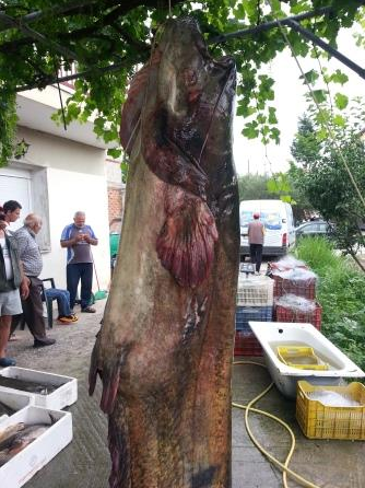 ΦΩΤΟ-Ψάρι 145 κιλών στην Κοζάνη