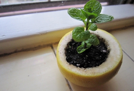 ΦΩΤΟ-Οι πιο πρωτότυπες γλάστρες