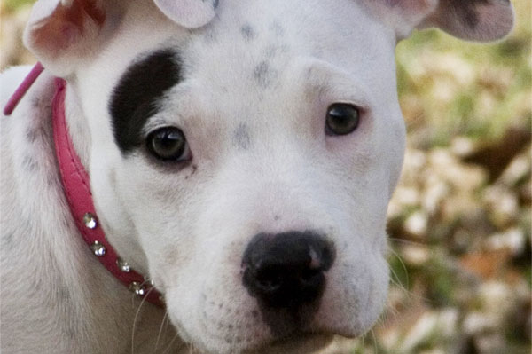 Αυτό είναι το πιο τυχερό σκυλί στον κόσμο