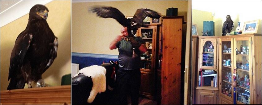 ΒΙΝΤΕΟ-Αετός προσγειώθηκε στο… σαλόνι