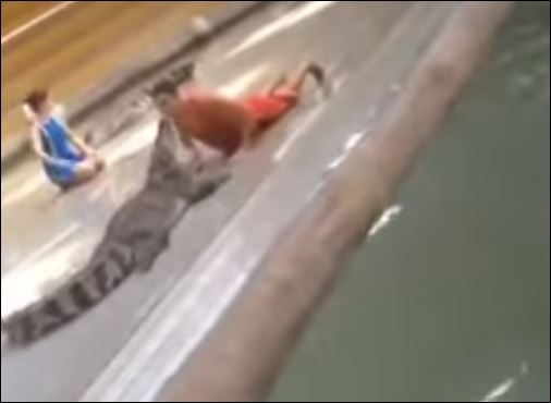 ΒΙΝΤΕΟ-Σοκάρει ο τολμηρός εκπαιδευτής κροκοδείλων