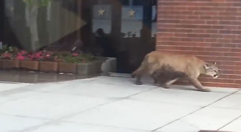 ΒΙΝΤΕΟ-Ένα κούγκαρ σε εμπορικό κέντρο