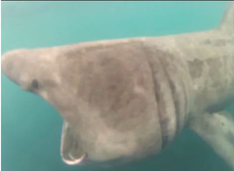 ΒΙΝΤΕΟ-Πέρασε «ξυστά» ο καρχαρίας